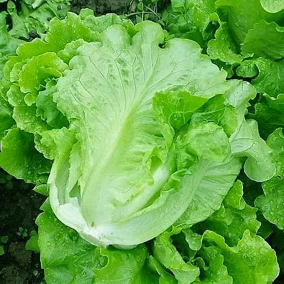 Cây xà lách Sanchu bắp xoè ngoài vườn