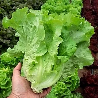 Cây xà lách Sanchu vừa thu hoạch cầm trên tay
